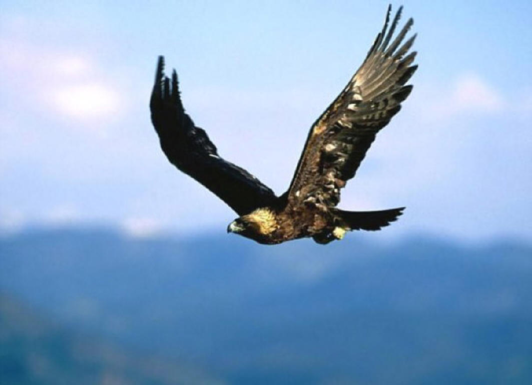 Semarnat rescata y libera águilas reales