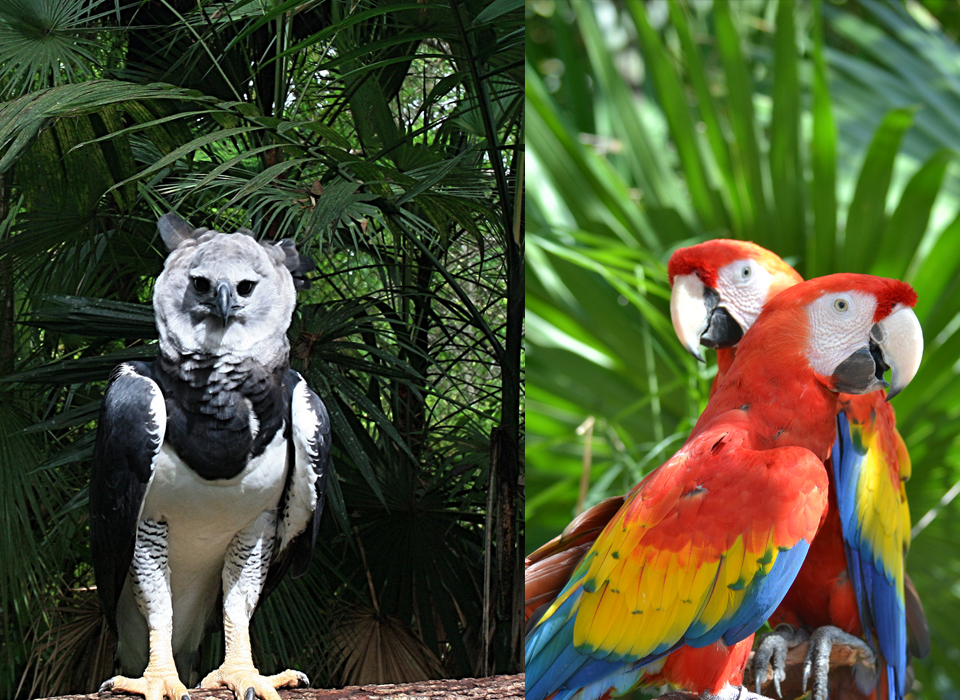 Adiós al águila arpía y a la guacamaya roja